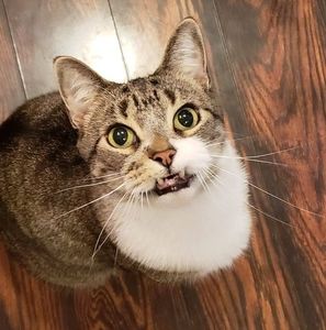 Meet your Posher, Lisa